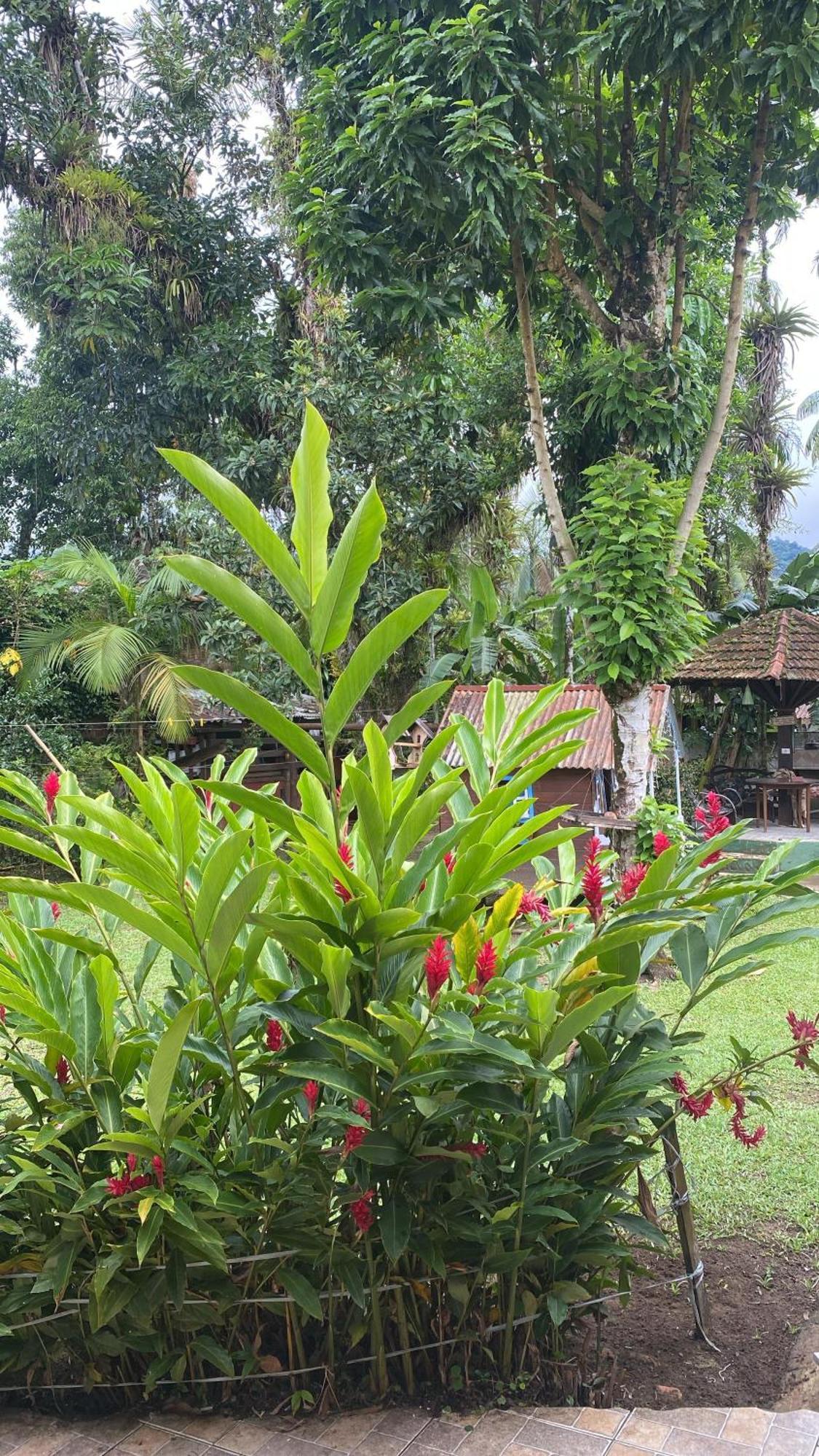 Pousada Siroba Beira Rio Apartment Morretes Ngoại thất bức ảnh